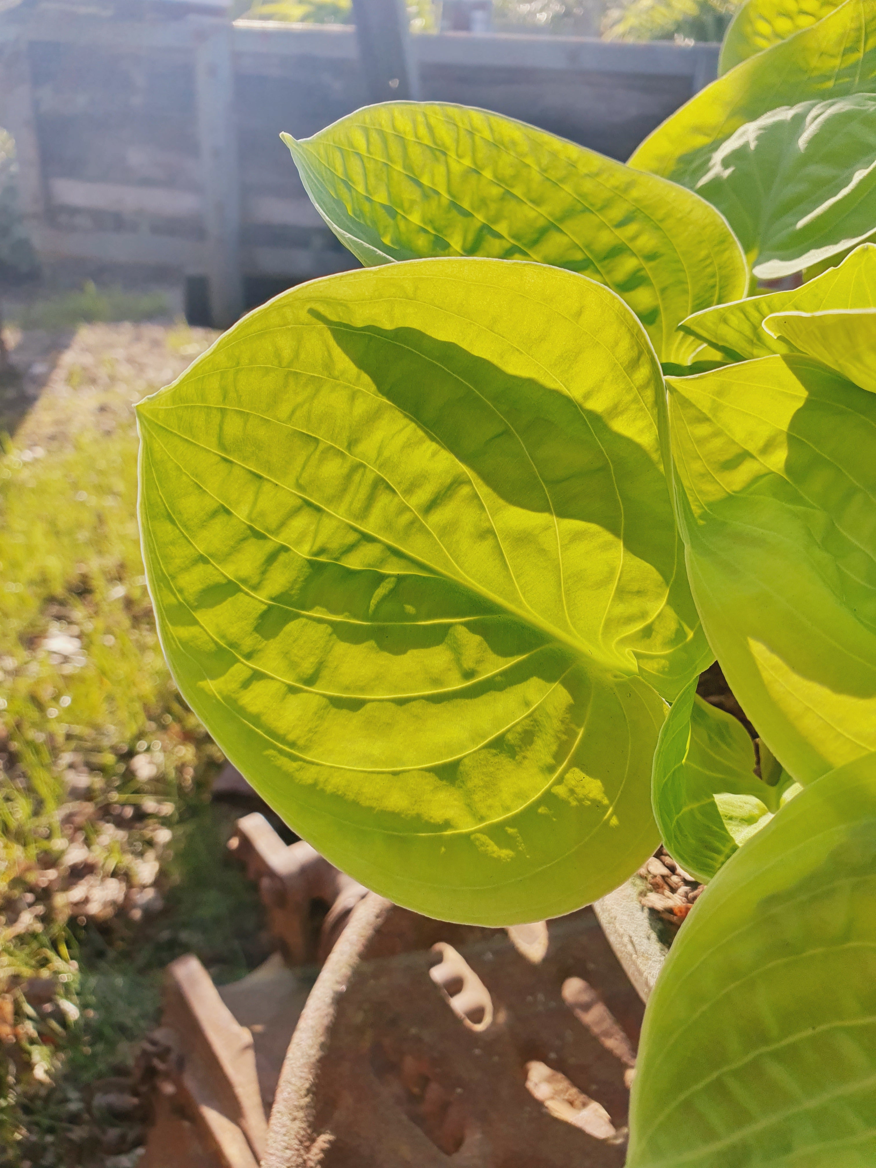 Hosta 'Eye Catcher' - New Forest Hostas & Hemerocallis