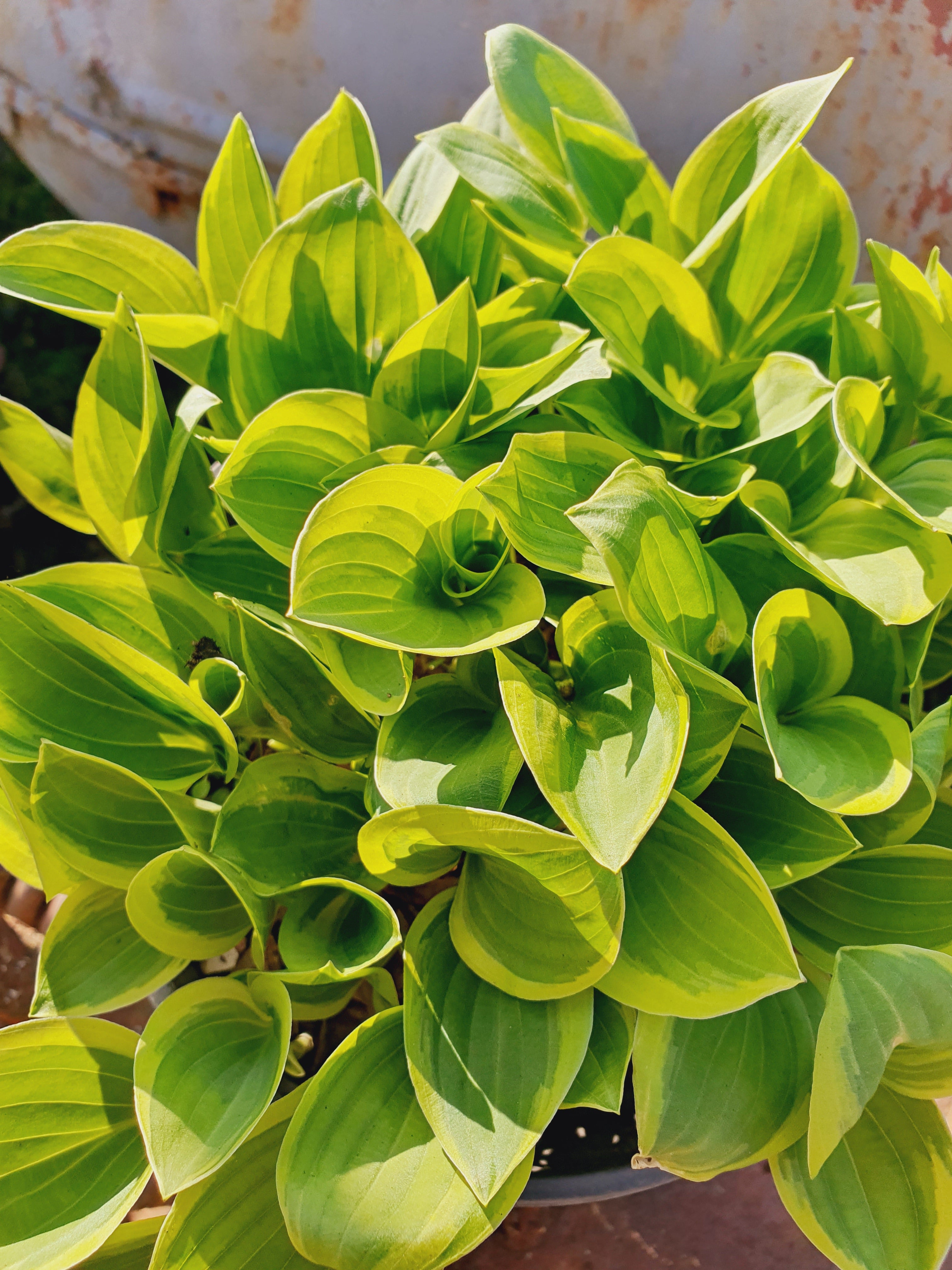 Hosta 'Golden Tiara' - New Forest Hostas & Hemerocallis