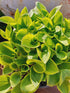 Hosta 'Golden Tiara' - New Forest Hostas & Hemerocallis