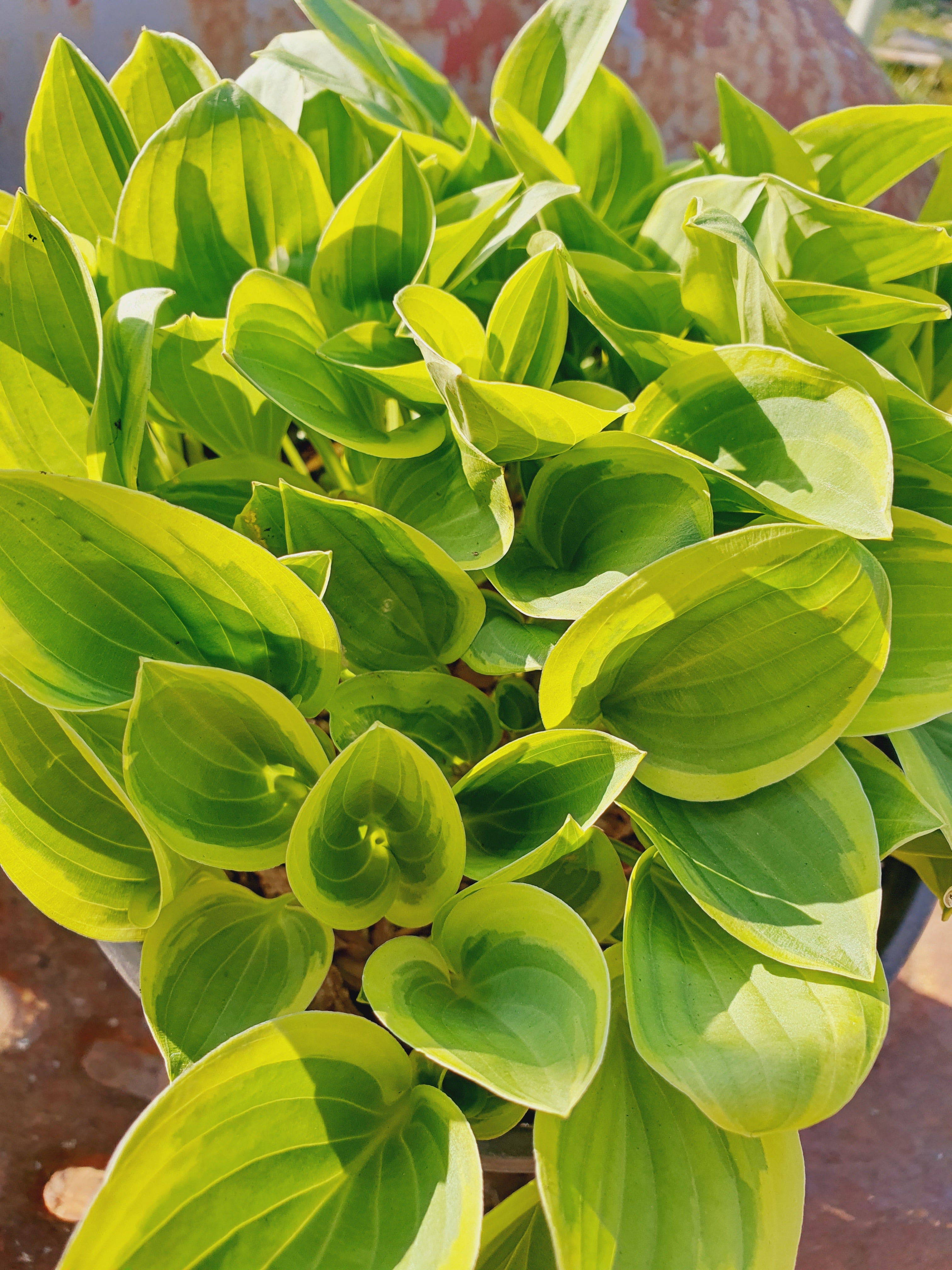 Hosta 'Golden Tiara' - New Forest Hostas & Hemerocallis
