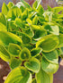 Hosta 'Golden Tiara' - New Forest Hostas & Hemerocallis