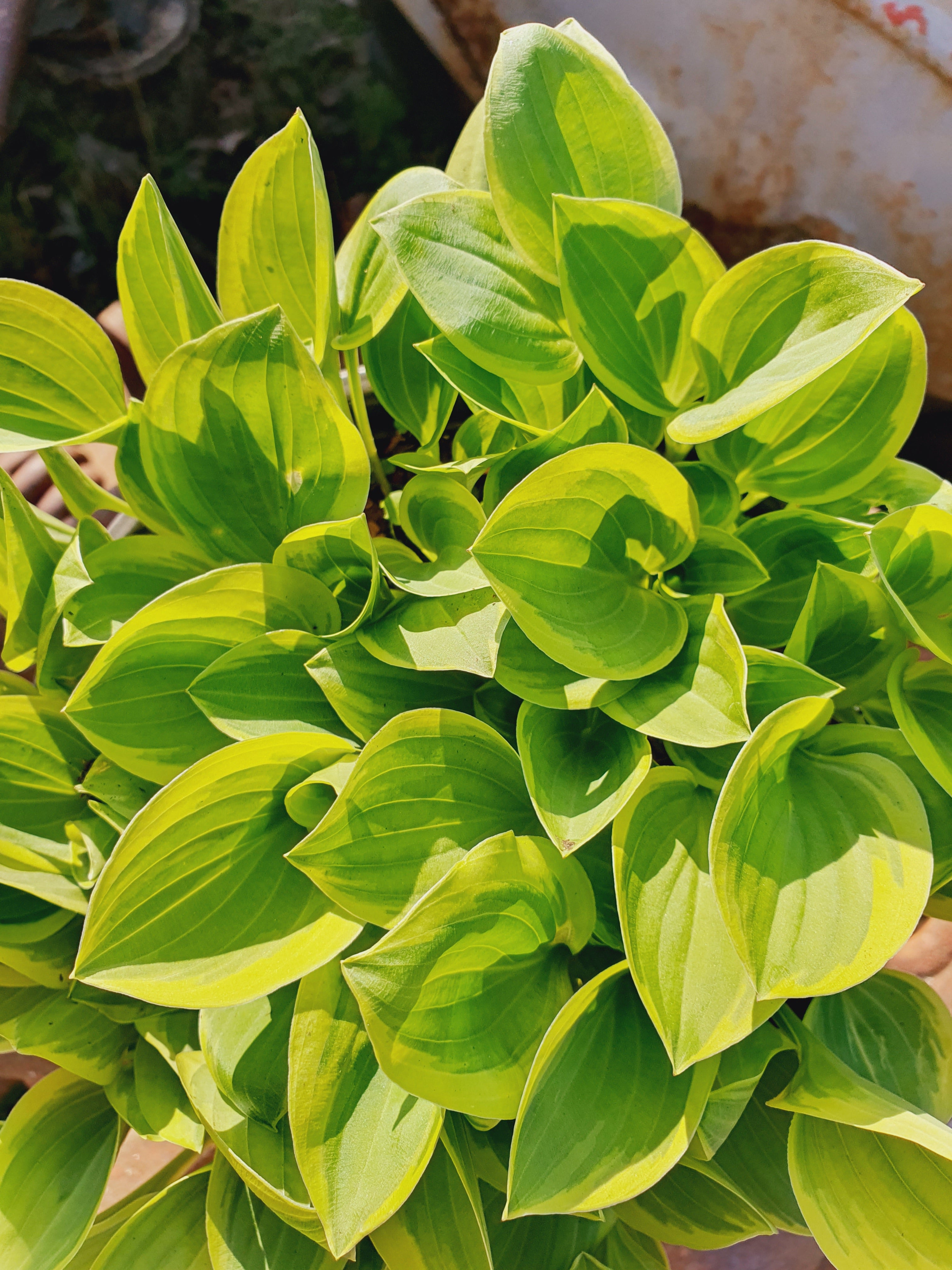 Hosta 'Golden Tiara' - New Forest Hostas & Hemerocallis