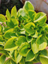 Hosta 'Golden Tiara' - New Forest Hostas & Hemerocallis