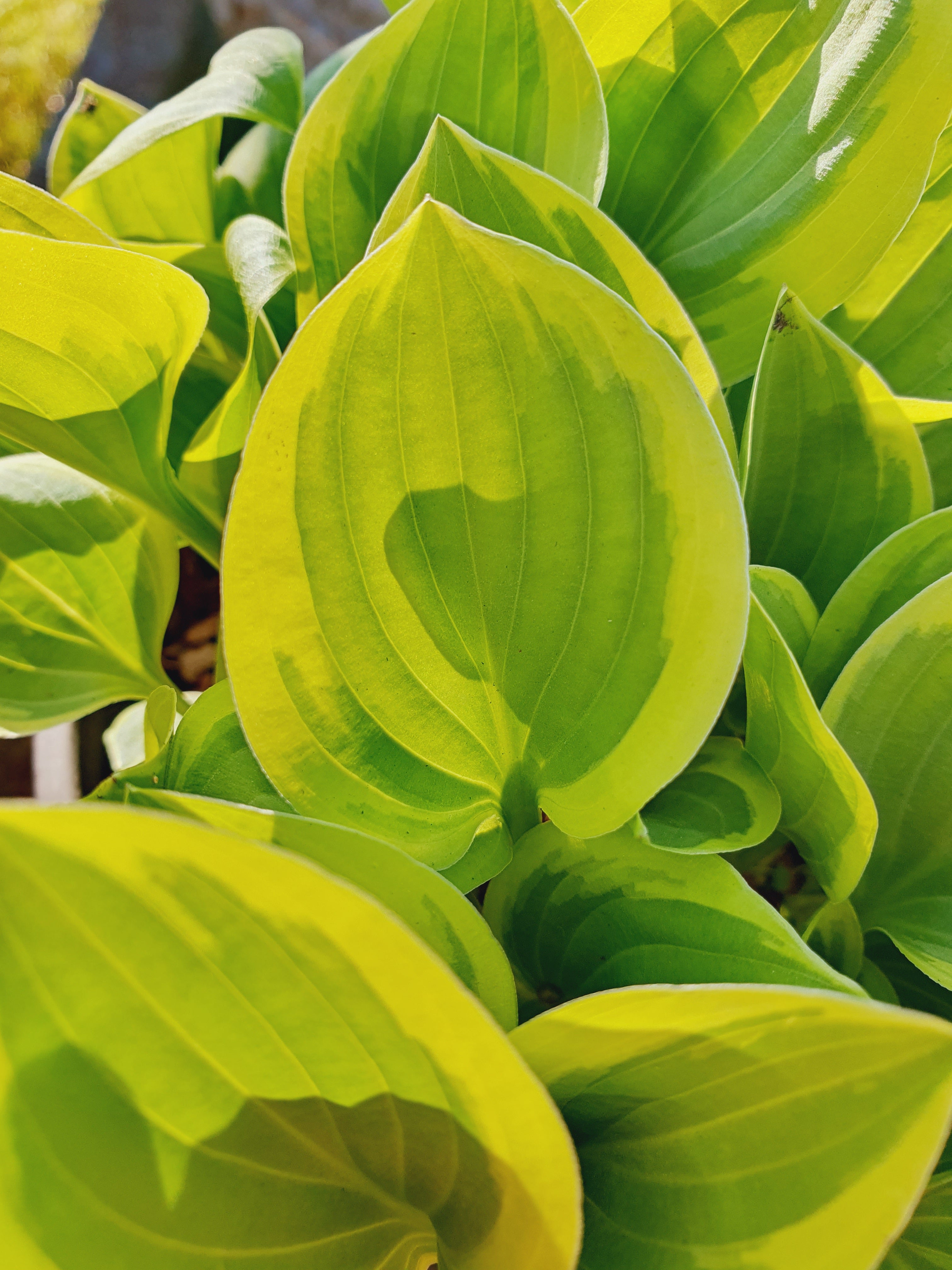 Hosta 'Golden Tiara' - New Forest Hostas & Hemerocallis