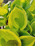 Hosta 'Golden Tiara' - New Forest Hostas & Hemerocallis