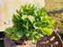 Hosta 'Golden Tiara' - New Forest Hostas & Hemerocallis