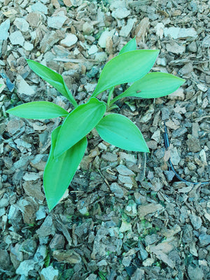 Hosta 'Green Guppy' - New Forest Hostas & Hemerocallis