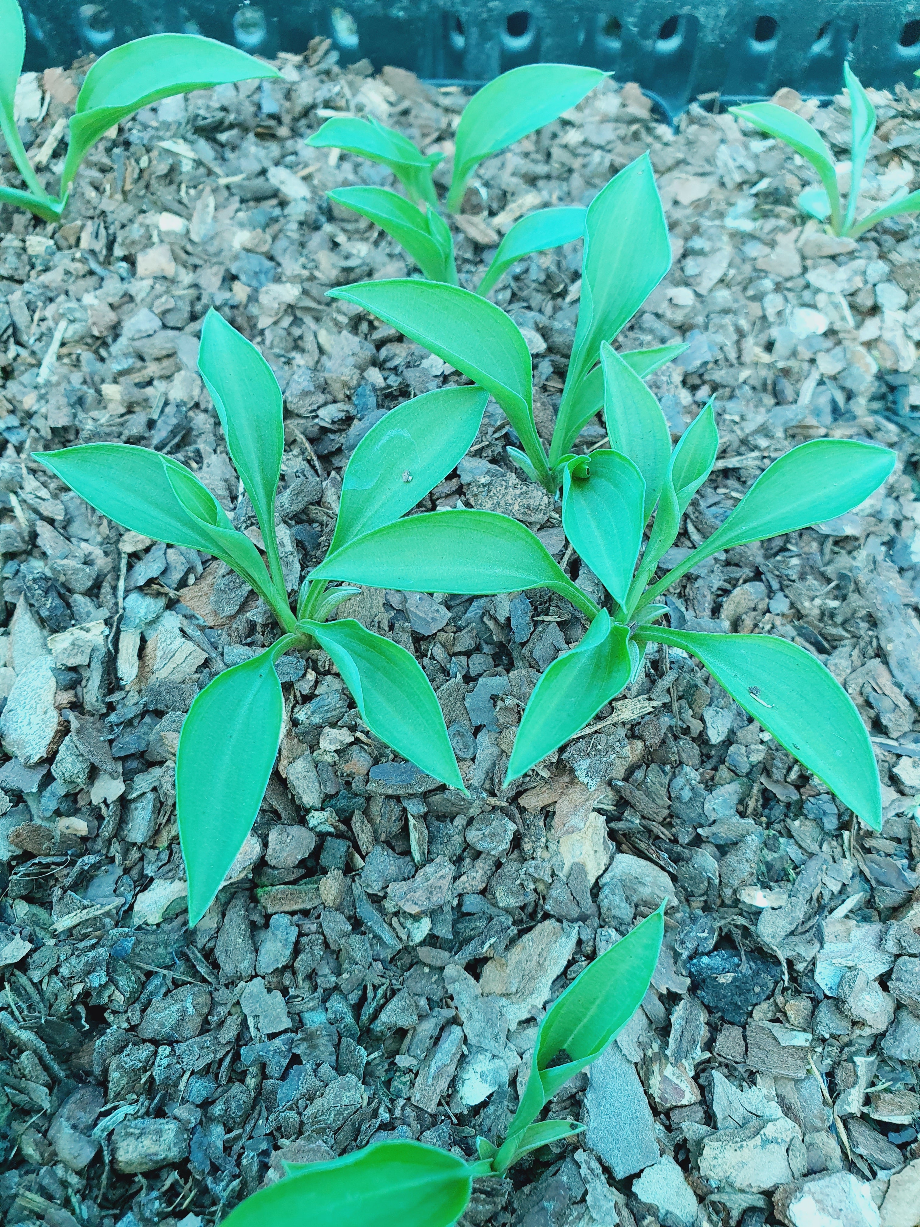 Hosta 'Green Guppy' - New Forest Hostas & Hemerocallis
