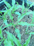Hosta 'Spartan Arrow' - New Forest Hostas & Hemerocallis