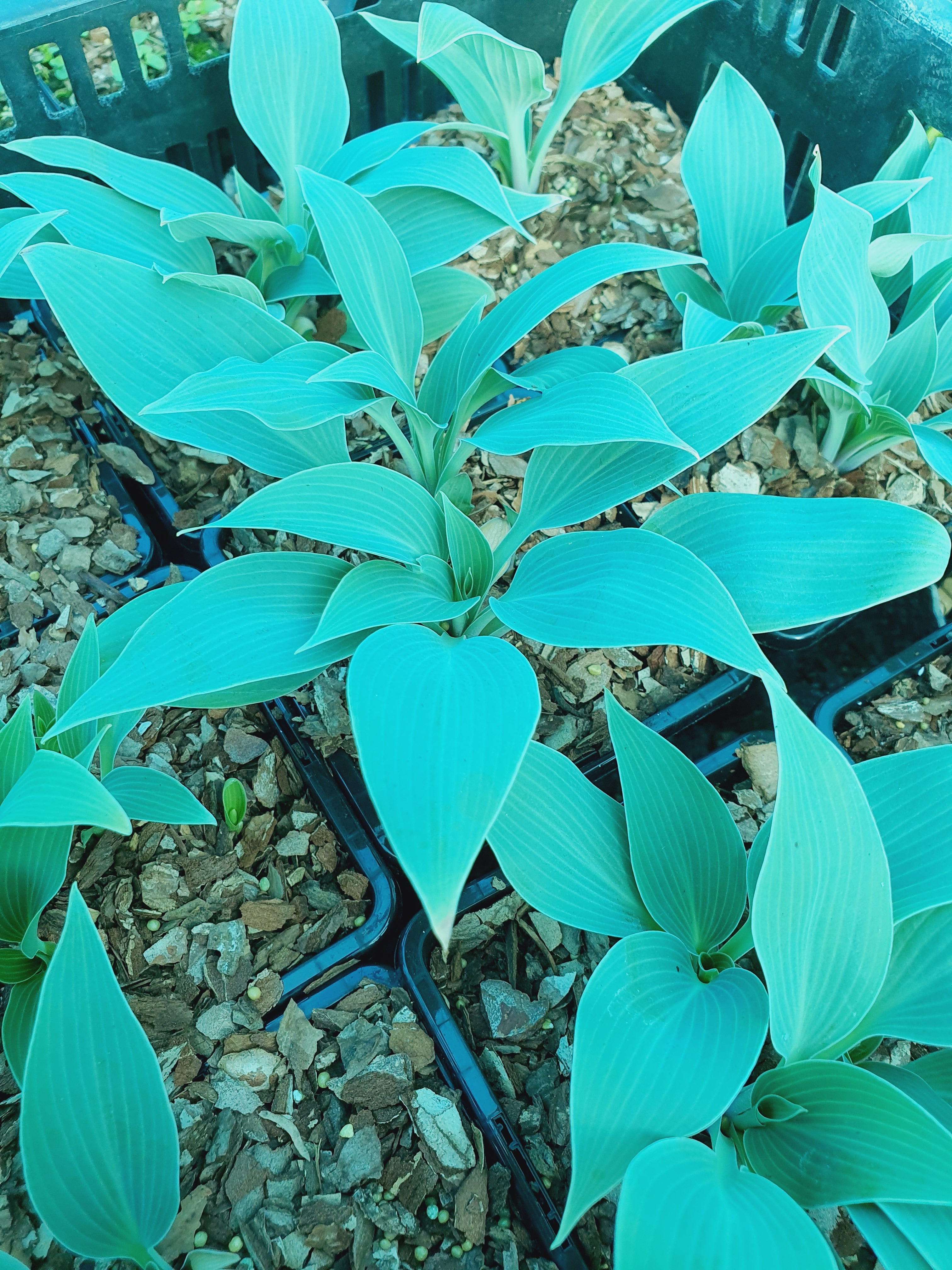 Hosta 'Sherborne Swift' - New Forest Hostas & Hemerocallis