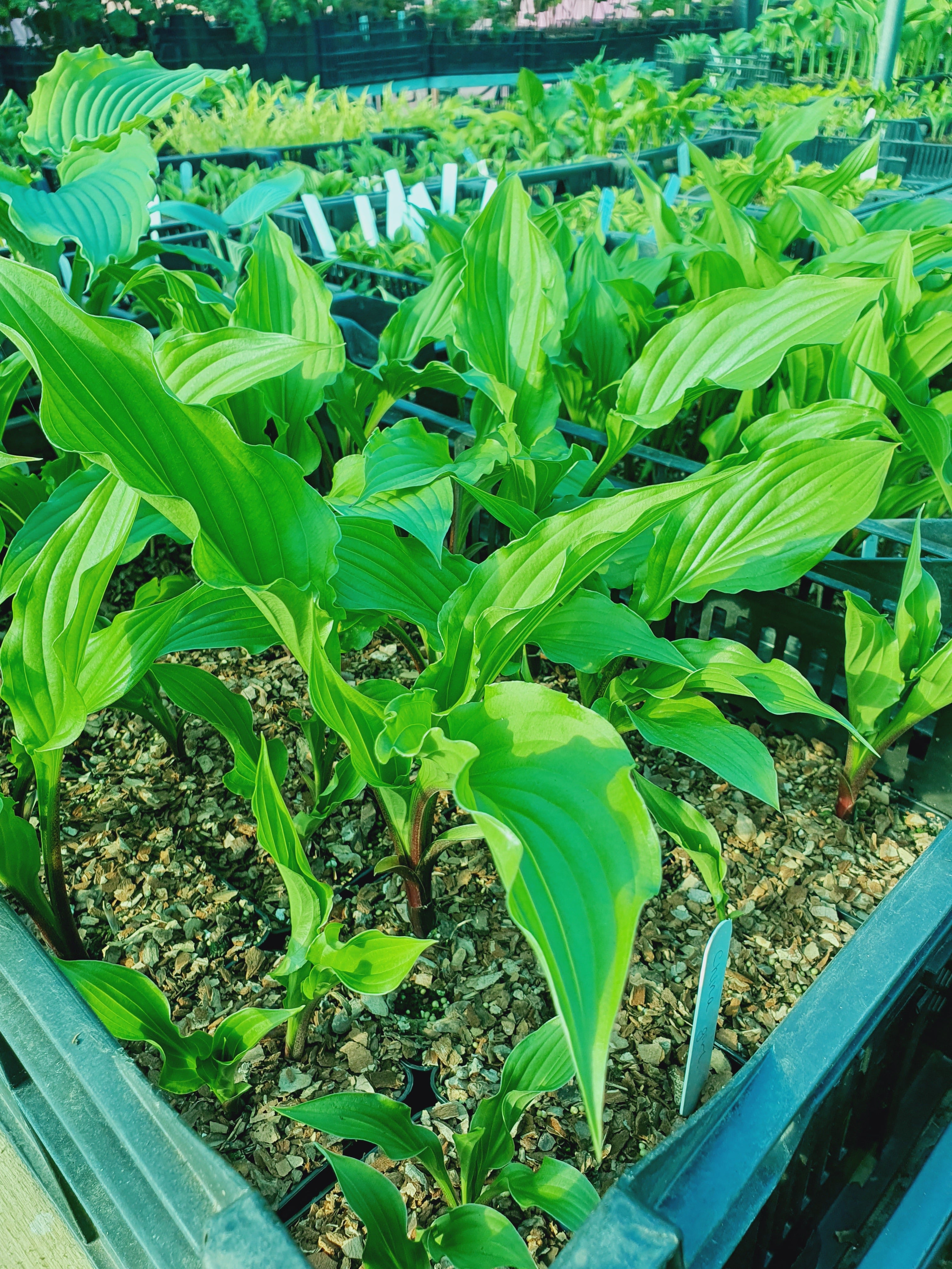 Hosta 'China Girl' - New Forest Hostas & Hemerocallis