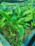 Hosta 'China Girl' - New Forest Hostas & Hemerocallis