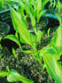 Hosta 'X-Ray' - New Forest Hostas & Hemerocallis