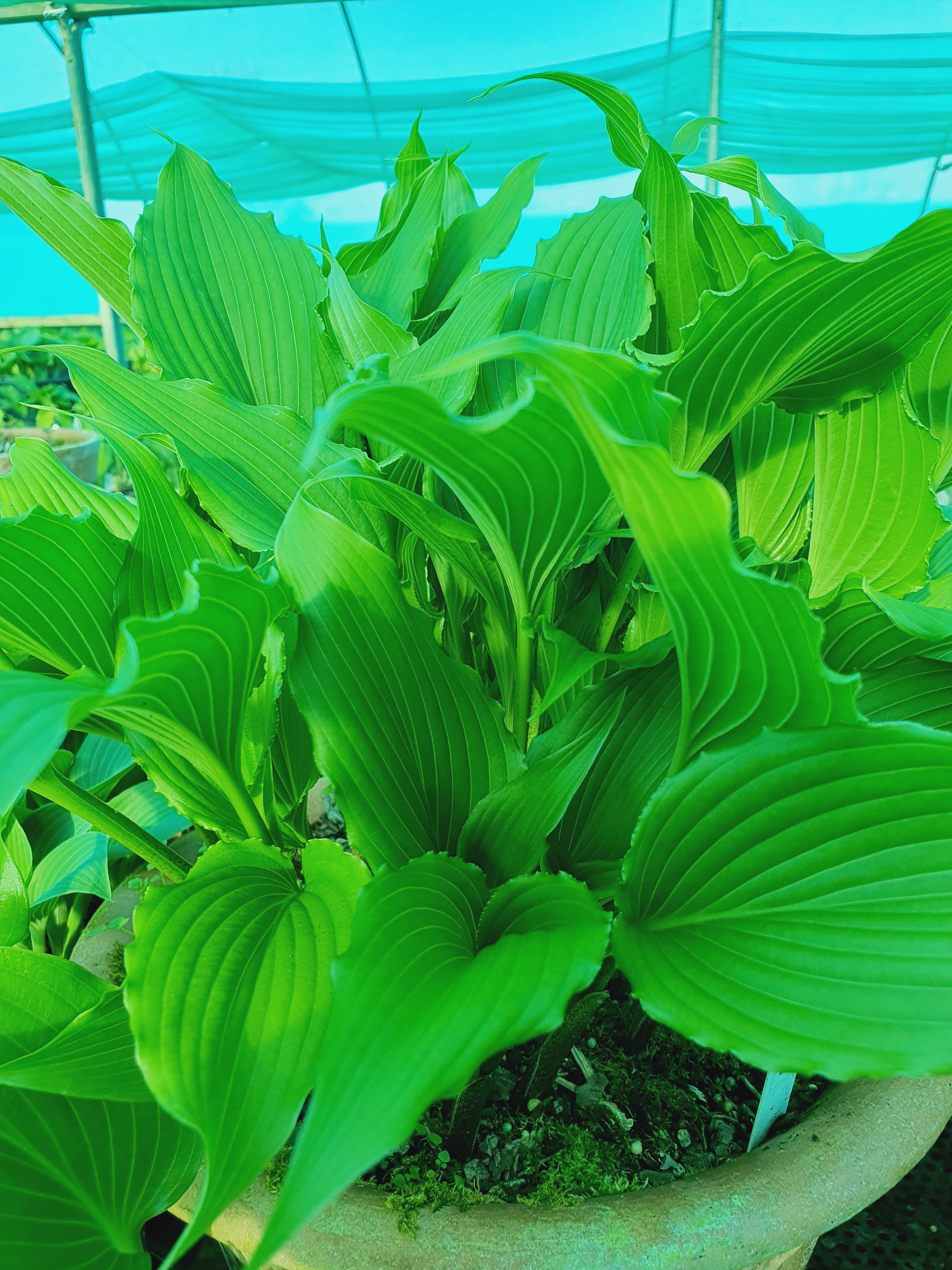 Hosta 'Jaws' - New Forest Hostas & Hemerocallis