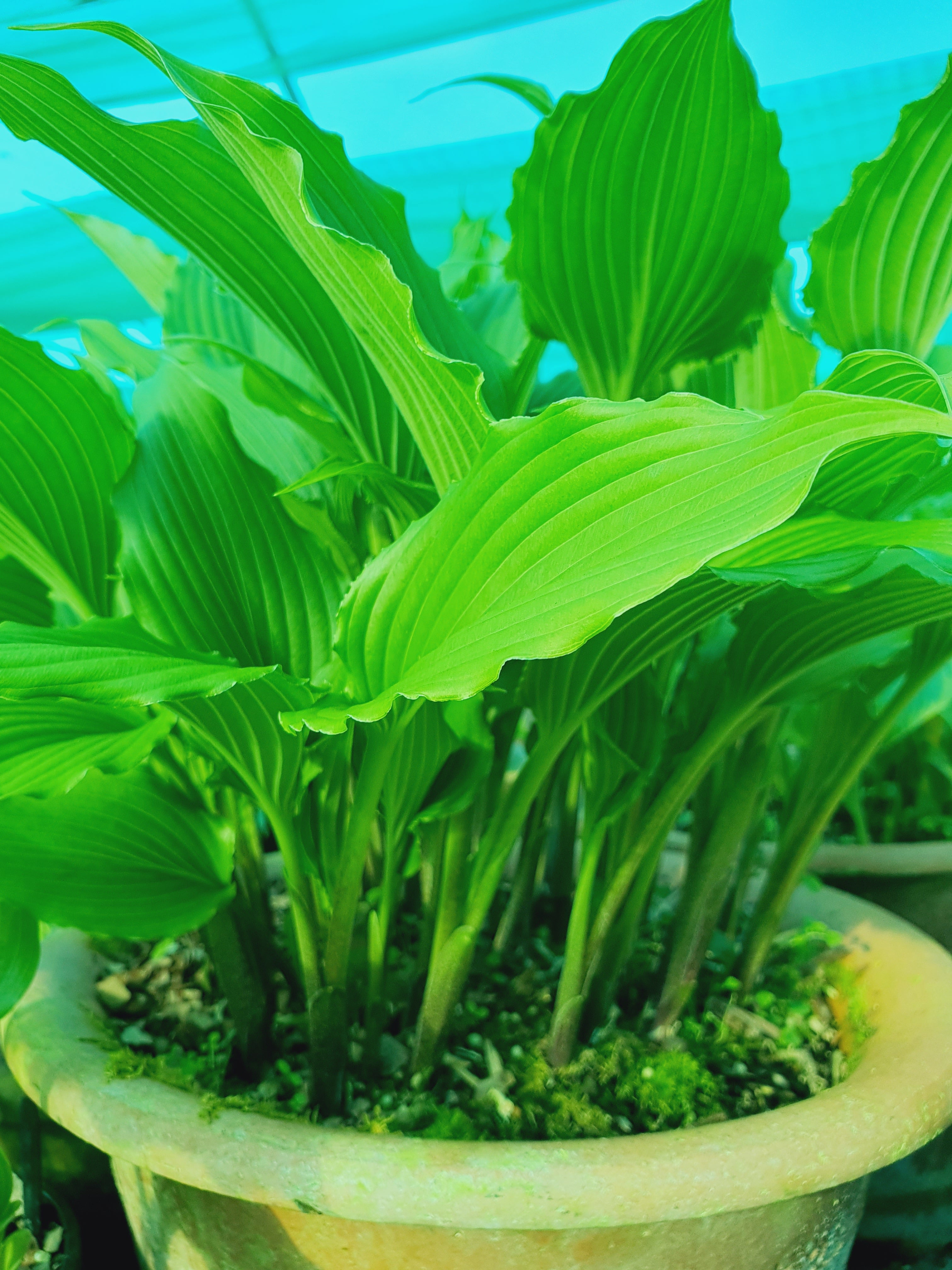Hosta 'Jaws' - New Forest Hostas & Hemerocallis