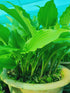 Hosta 'Jaws' - New Forest Hostas & Hemerocallis