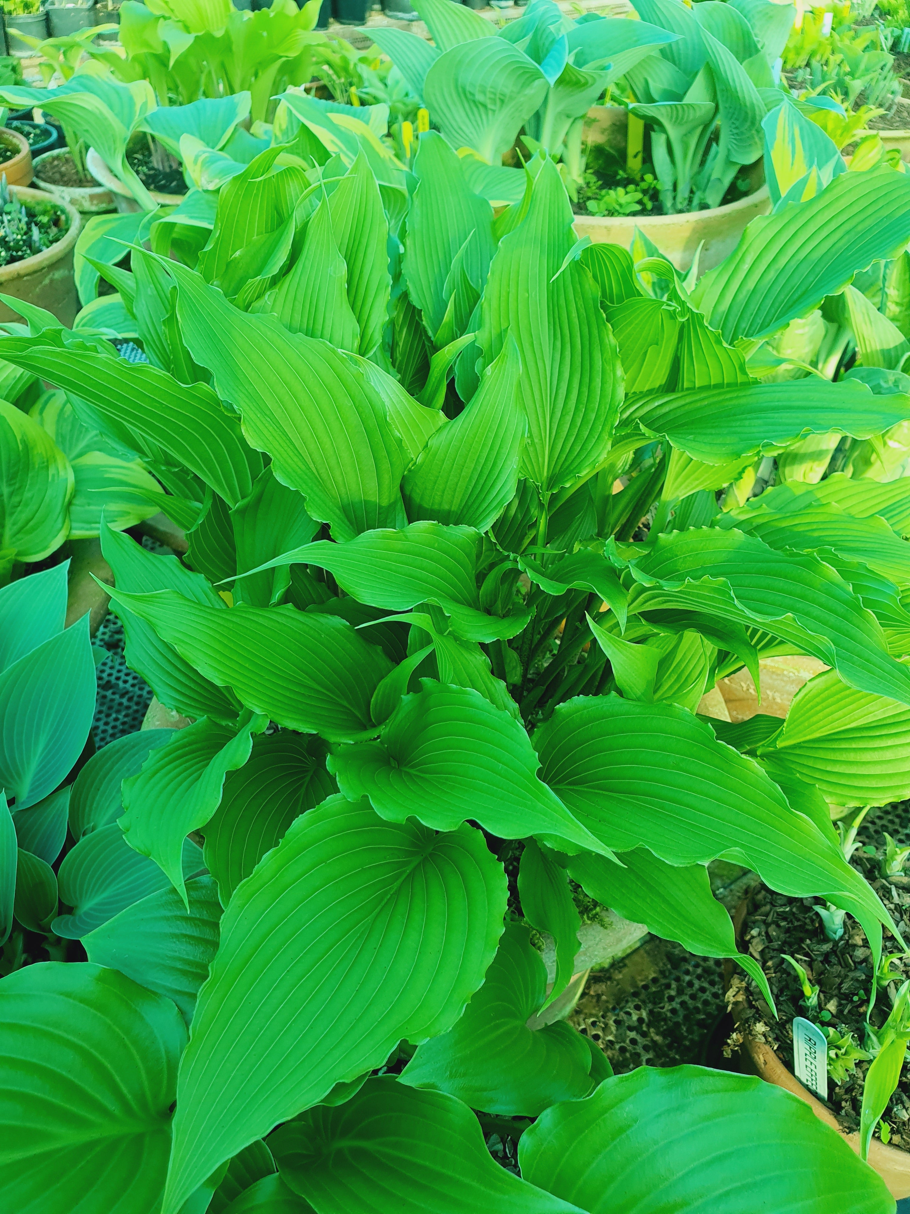 Hosta 'Jaws' - New Forest Hostas & Hemerocallis