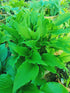 Hosta 'Jaws' - New Forest Hostas & Hemerocallis