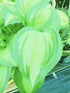 Hosta 'Sea Thunder' - New Forest Hostas & Hemerocallis