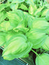 Hosta 'Sea Thunder' - New Forest Hostas & Hemerocallis