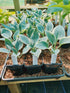Hosta 'El Nino' - New Forest Hostas & Hemerocallis