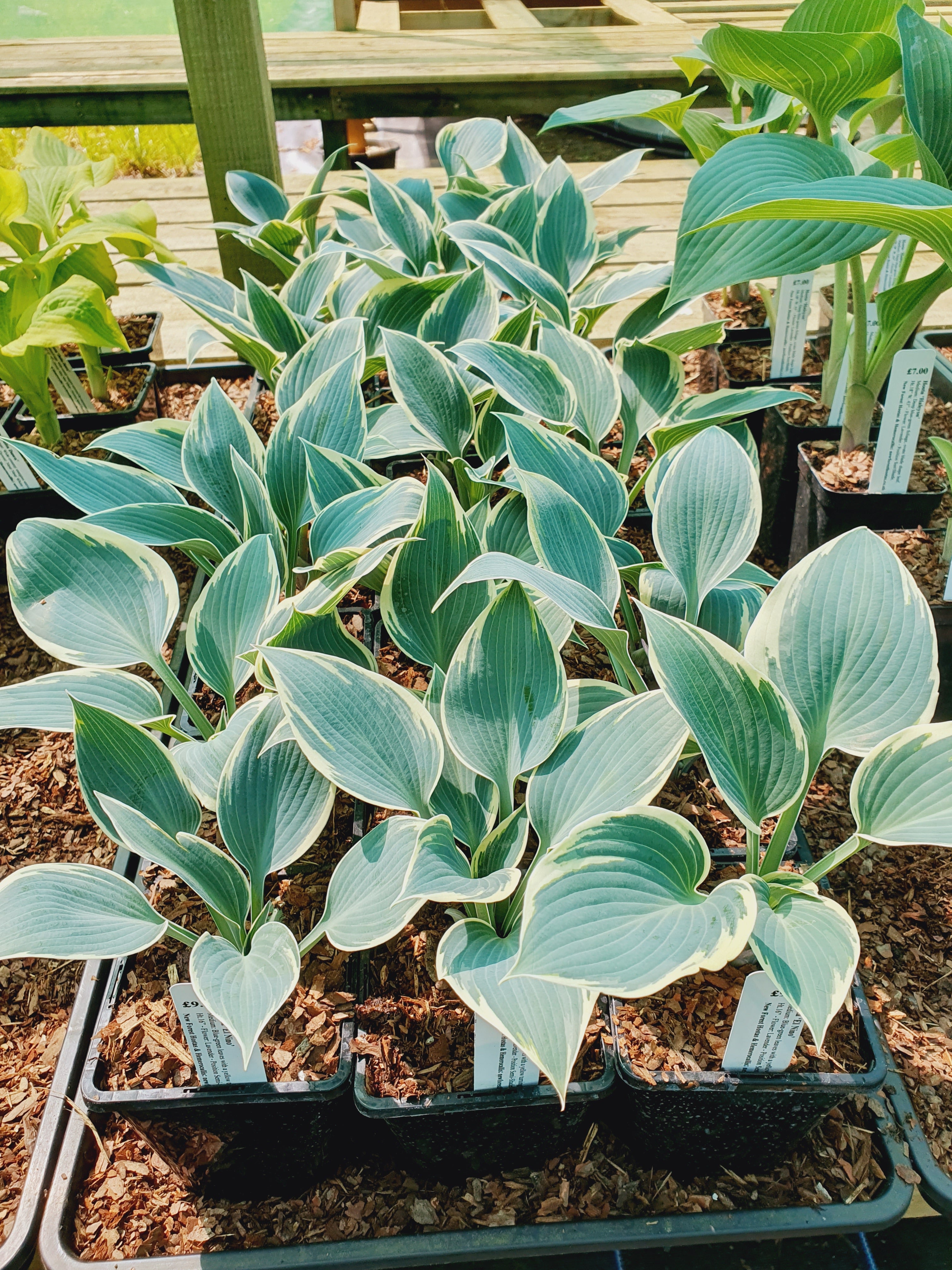 Hosta 'El Nino' - New Forest Hostas & Hemerocallis