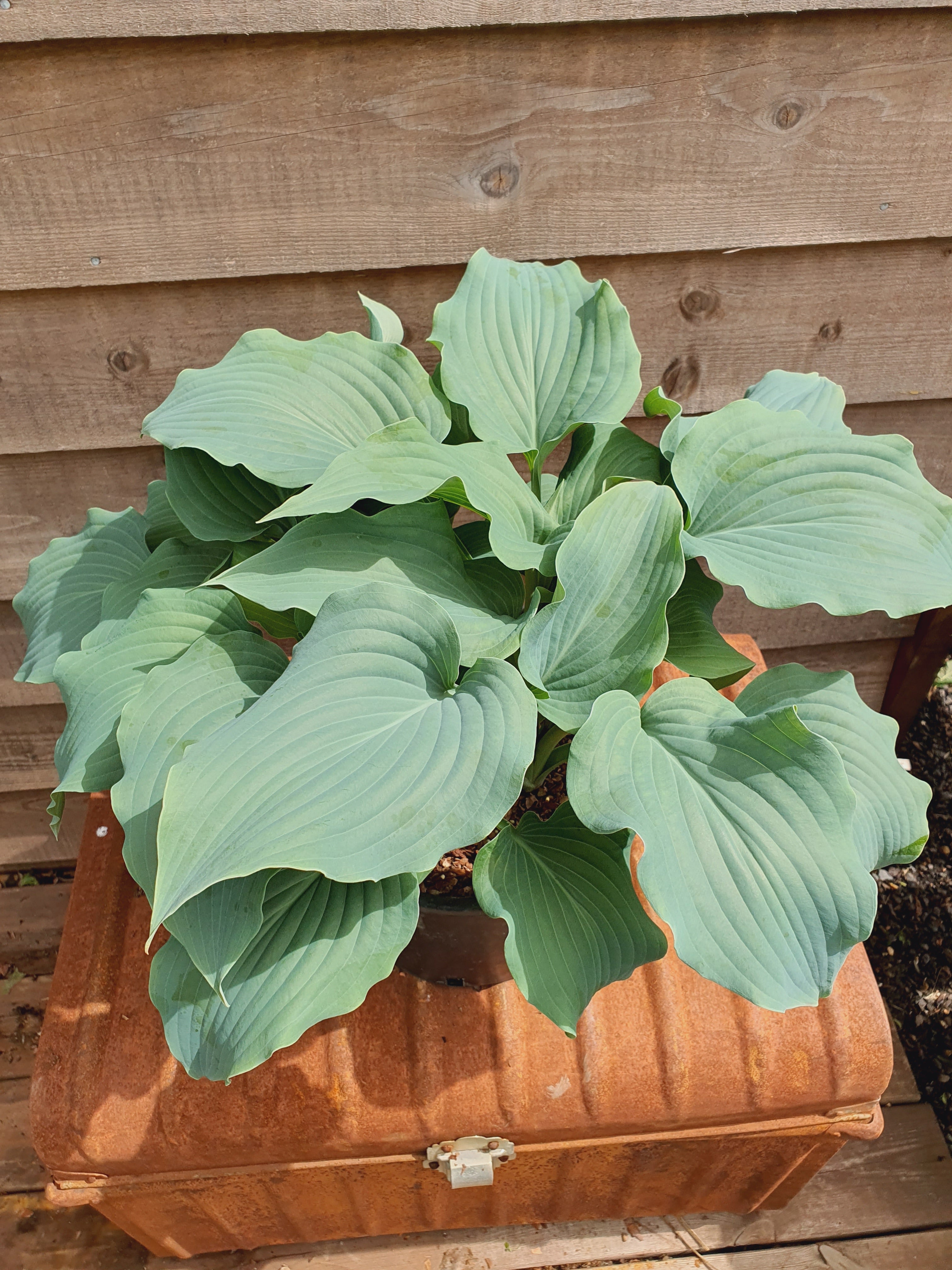 Hosta 'Silver Serenity' - New Forest Hostas & Hemerocallis