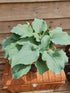 Hosta 'Silver Serenity' - New Forest Hostas & Hemerocallis