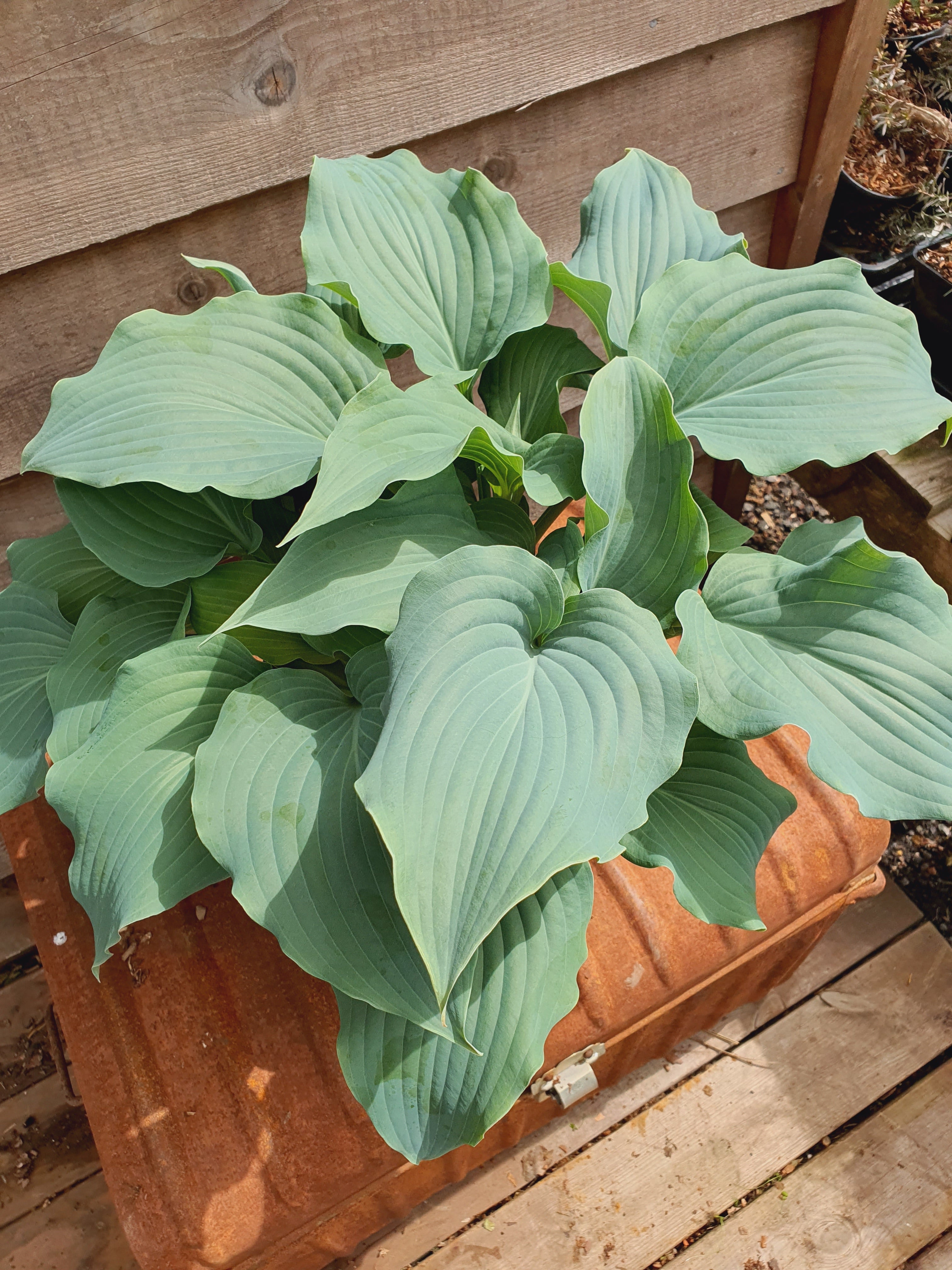 Hosta 'Silver Serenity' - New Forest Hostas & Hemerocallis