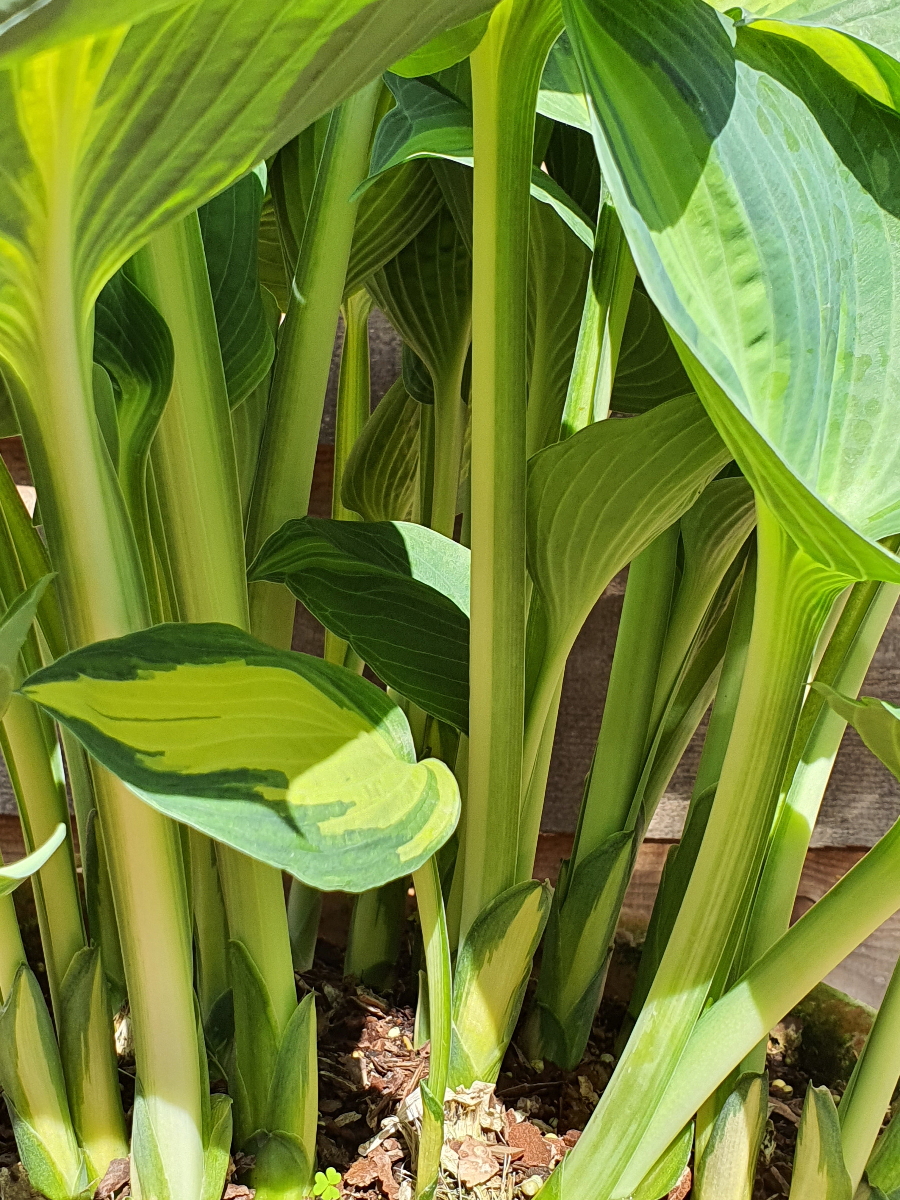Hosta 'Summer Breeze' - New Forest Hostas & Hemerocallis