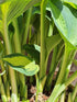 Hosta 'Summer Breeze' - New Forest Hostas & Hemerocallis
