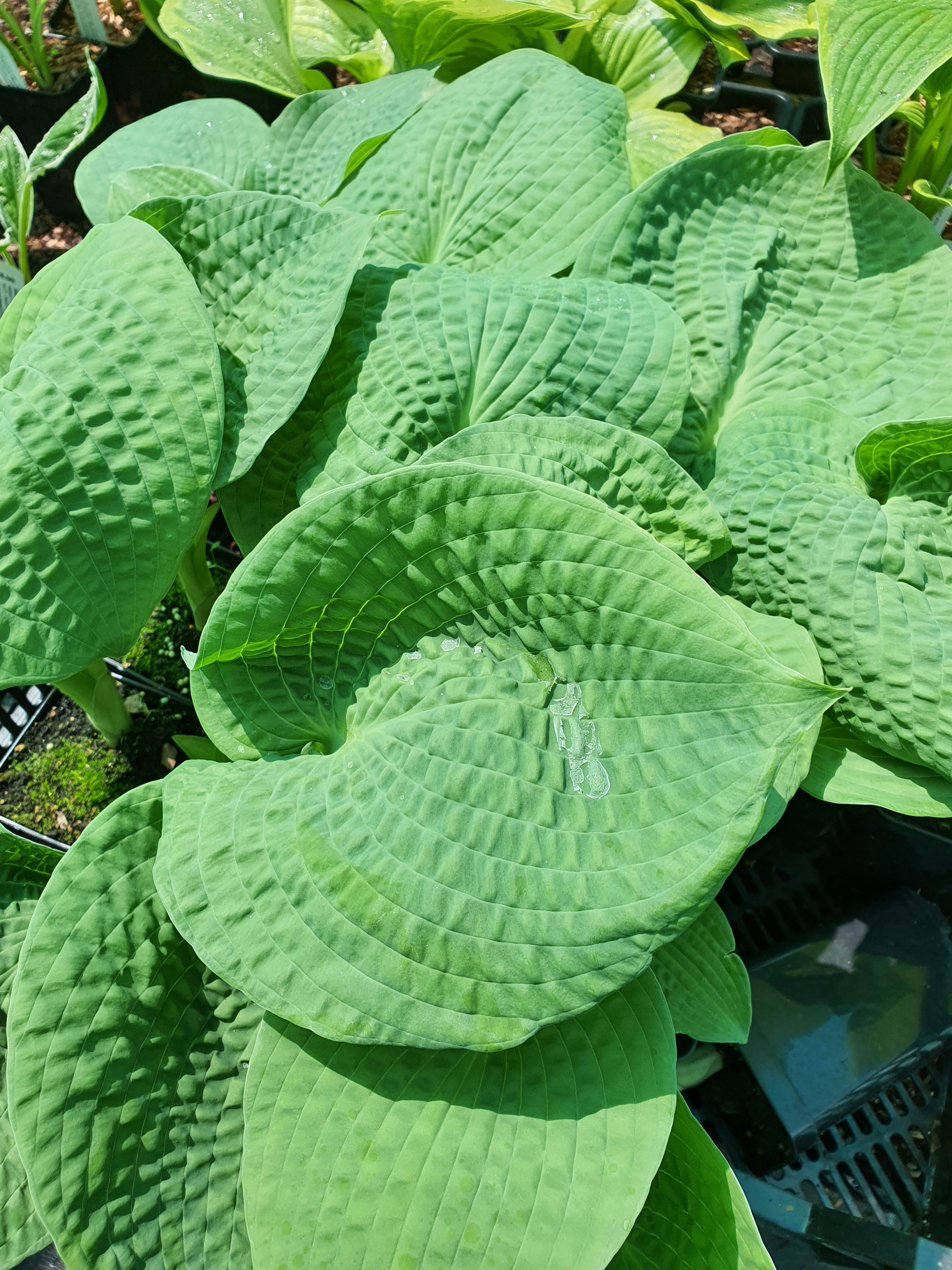 Hosta 'Step Brother' - New Forest Hostas & Hemerocallis