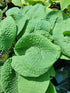 Hosta 'Step Brother' - New Forest Hostas & Hemerocallis