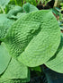 Hosta 'Step Brother' - New Forest Hostas & Hemerocallis