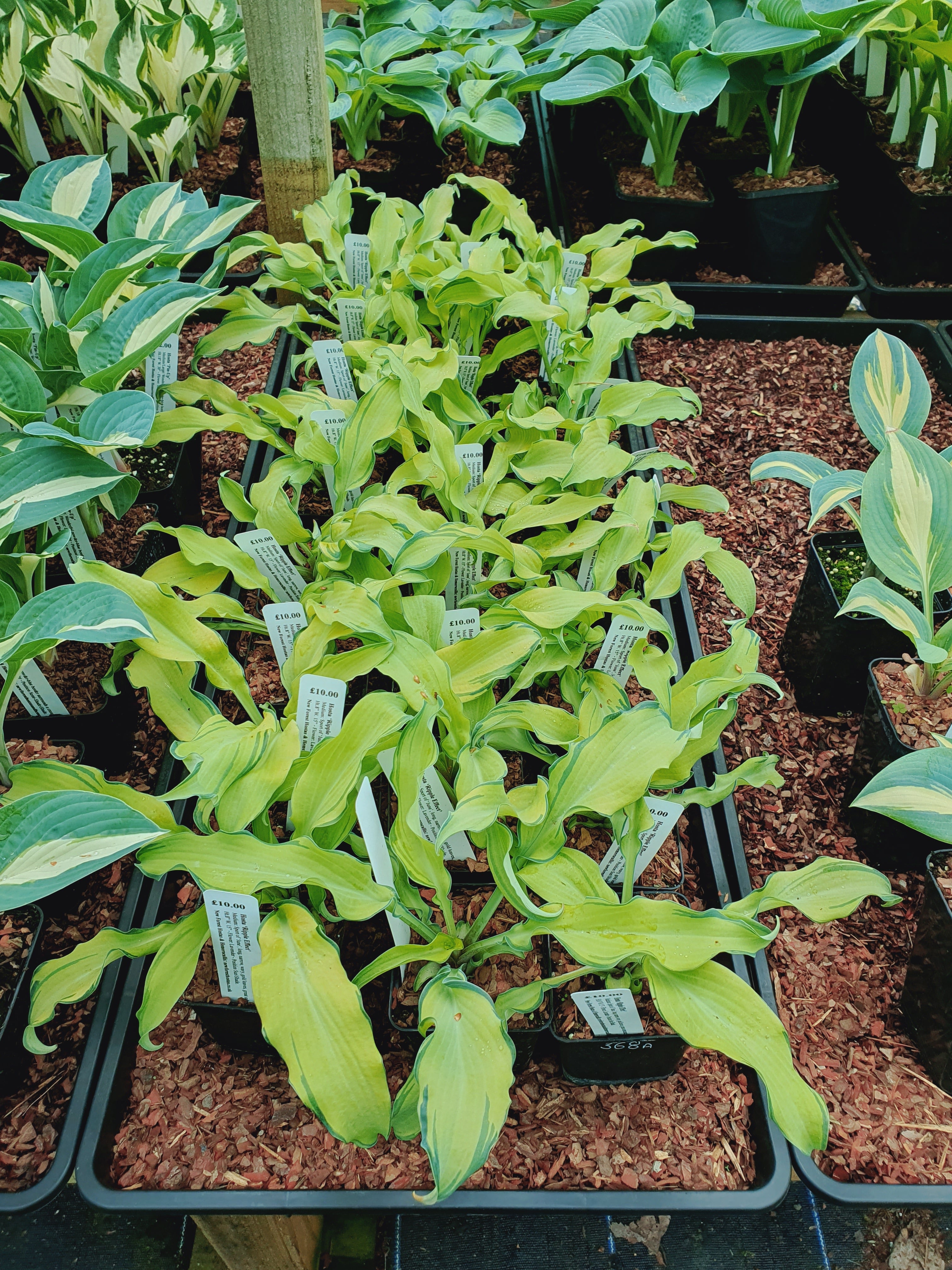 Hosta 'Ripple Effect' - New Forest Hostas & Hemerocallis