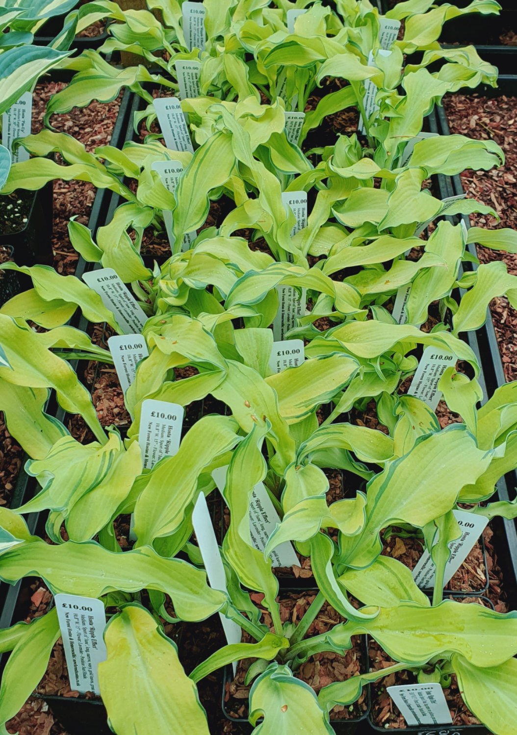 Hosta 'Ripple Effect' - New Forest Hostas & Hemerocallis
