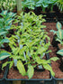 Hosta 'Ripple Effect' - New Forest Hostas & Hemerocallis