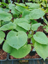 Hosta 'Step Brother' - New Forest Hostas & Hemerocallis