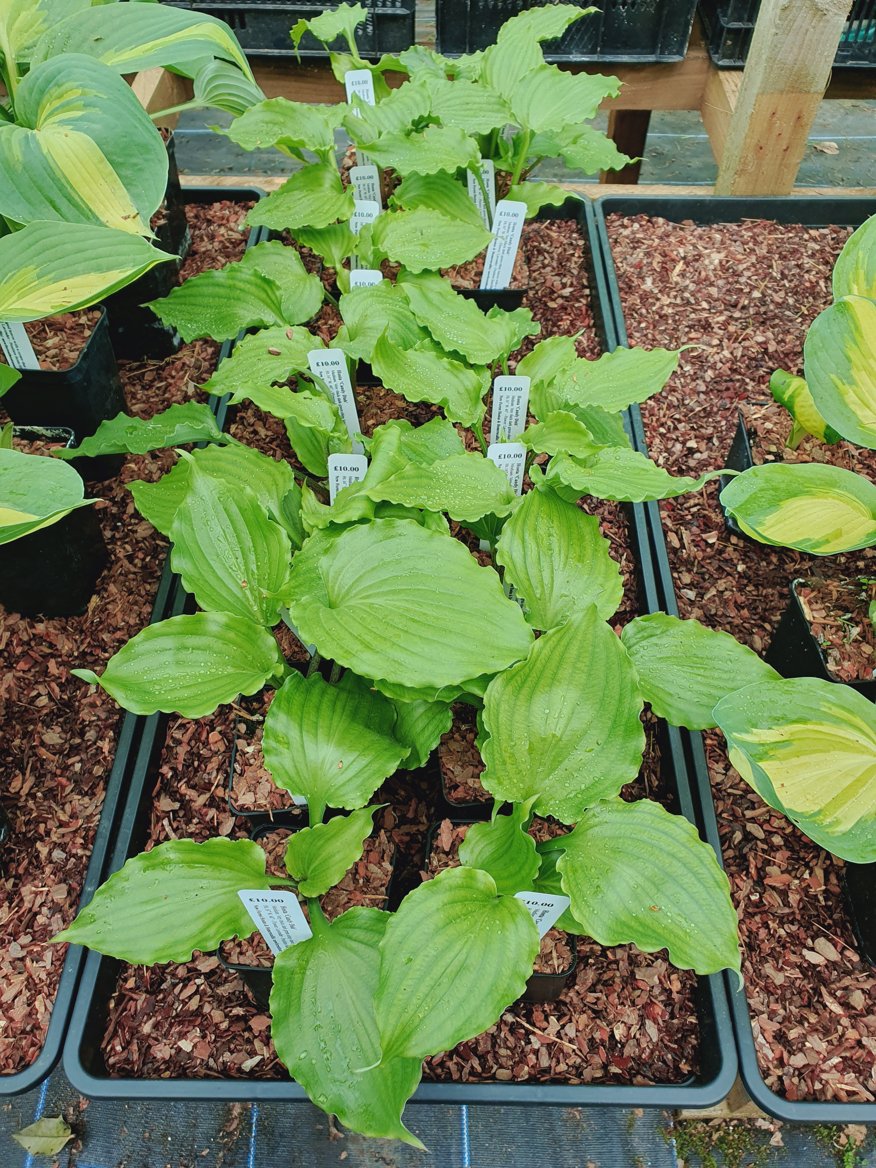 Hosta 'Candy Dish' - New Forest Hostas & Hemerocallis