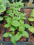 Hosta 'Candy Dish' - New Forest Hostas & Hemerocallis