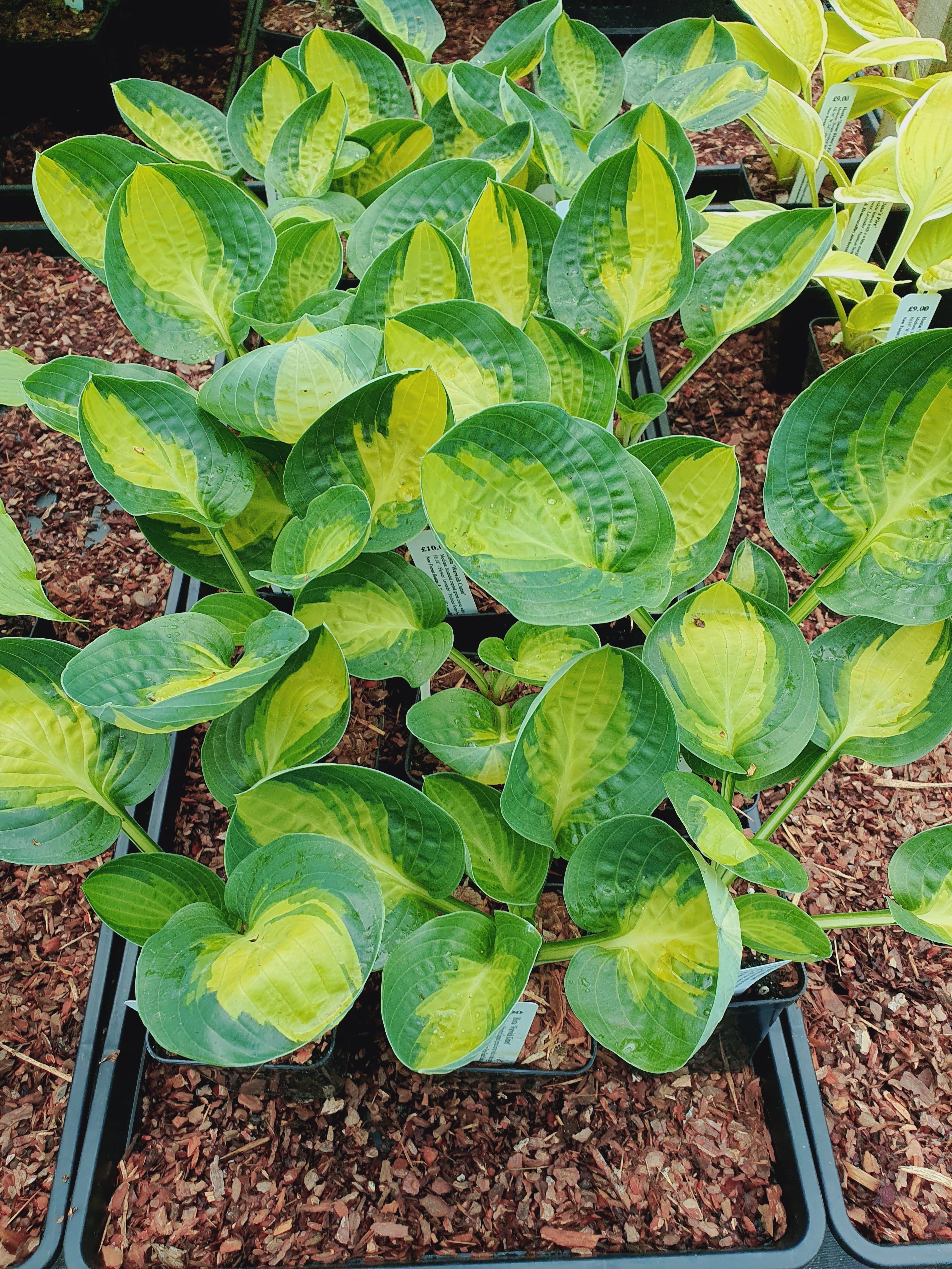Hosta 'Warwick Comet' - New Forest Hostas & Hemerocallis
