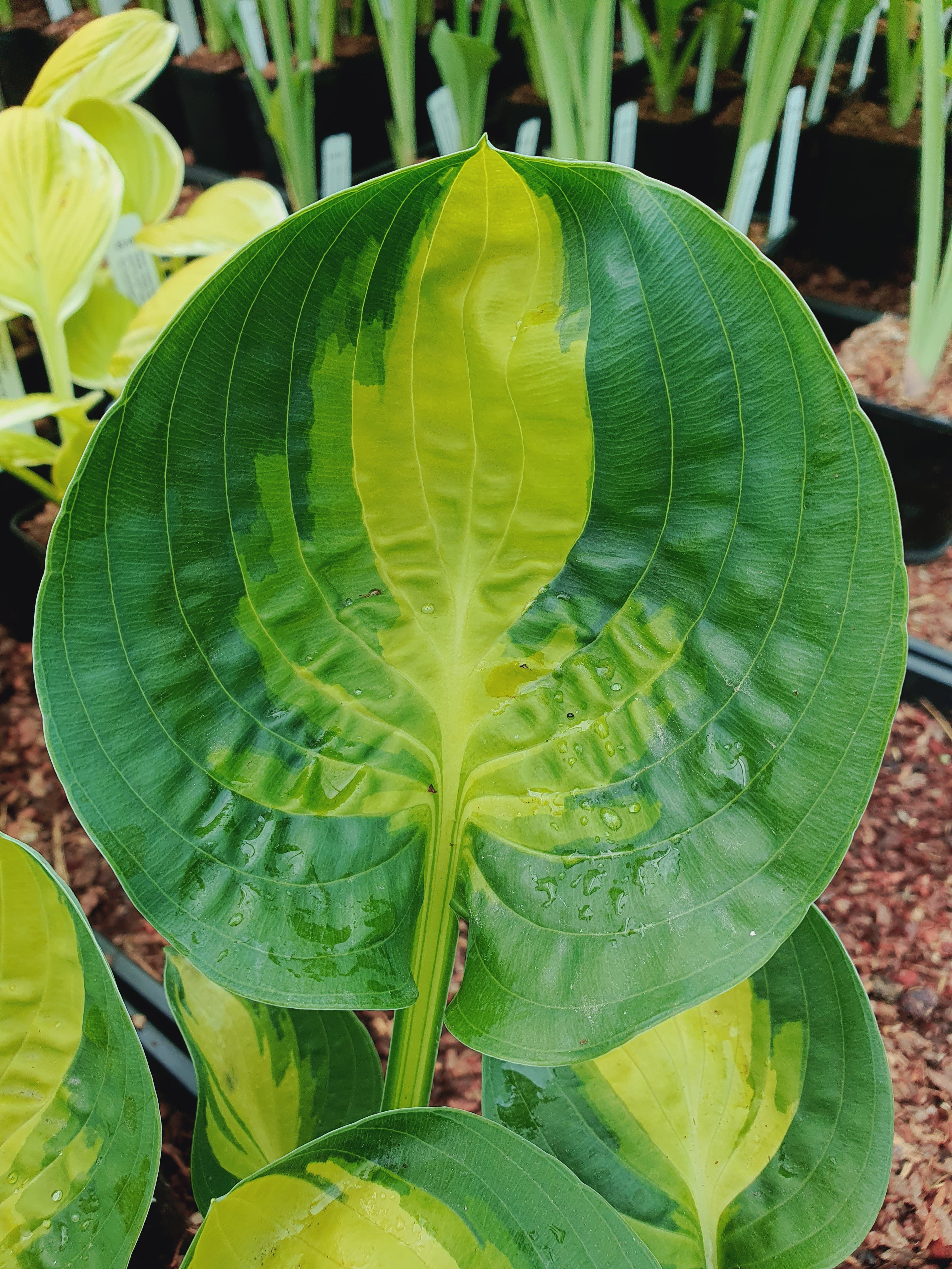 Hosta 'Warwick Comet' - New Forest Hostas & Hemerocallis