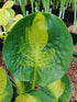 Hosta 'Warwick Comet' - New Forest Hostas & Hemerocallis