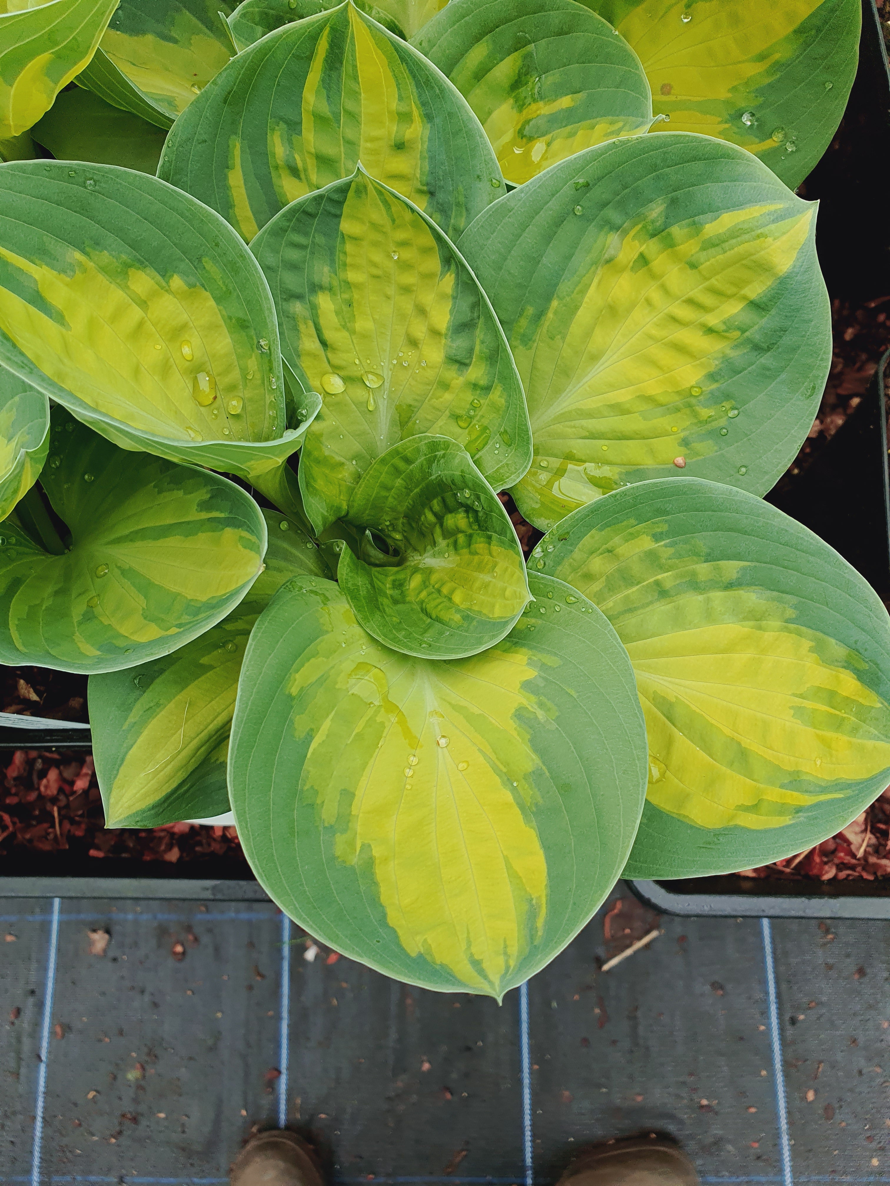 Hosta 'Popcorn' - New Forest Hostas & Hemerocallis