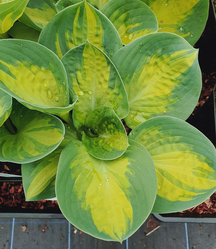 Hosta 'Warwick Comet'