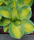 Hosta 'Warwick Comet' - New Forest Hostas & Hemerocallis
