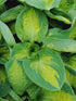 Hosta 'Popcorn' - New Forest Hostas & Hemerocallis