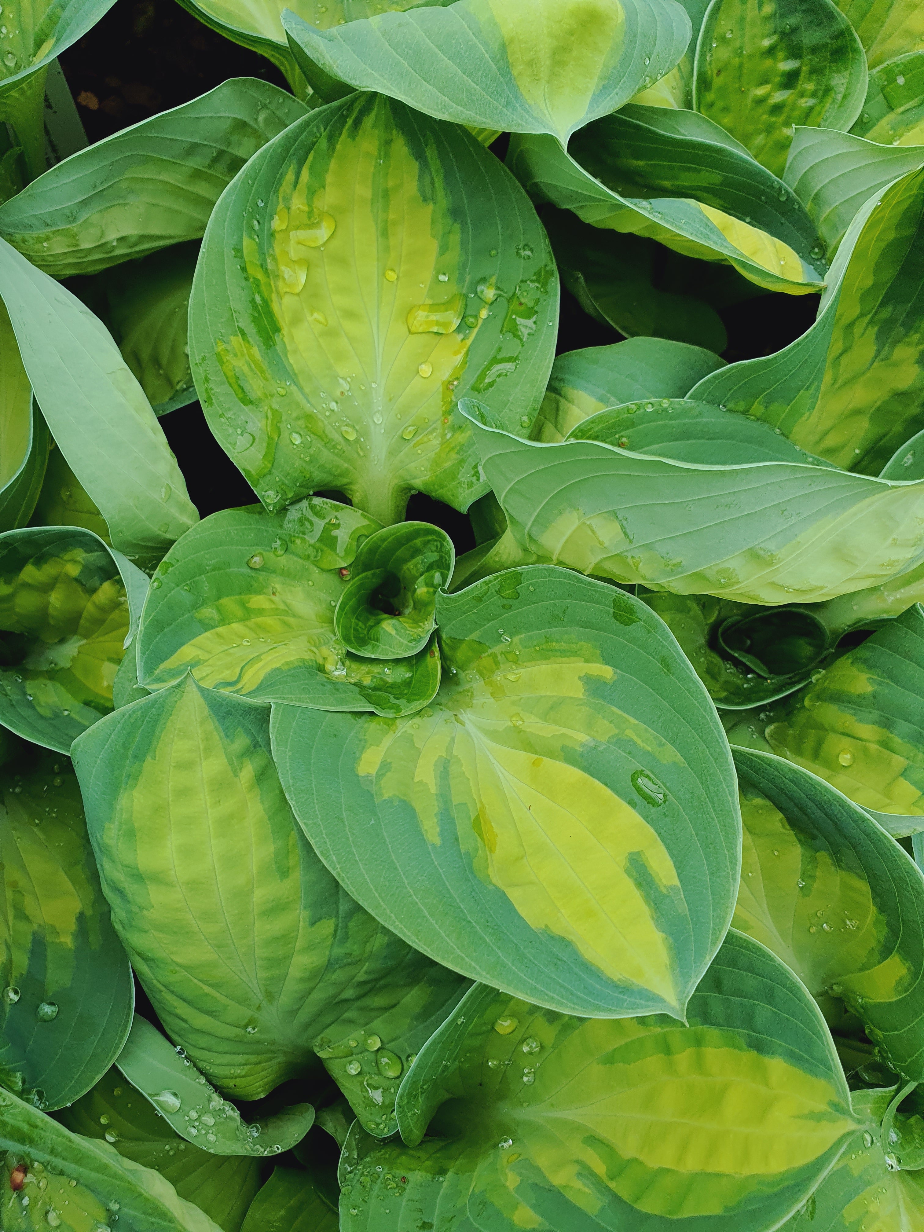 Hosta 'Popcorn' - New Forest Hostas & Hemerocallis