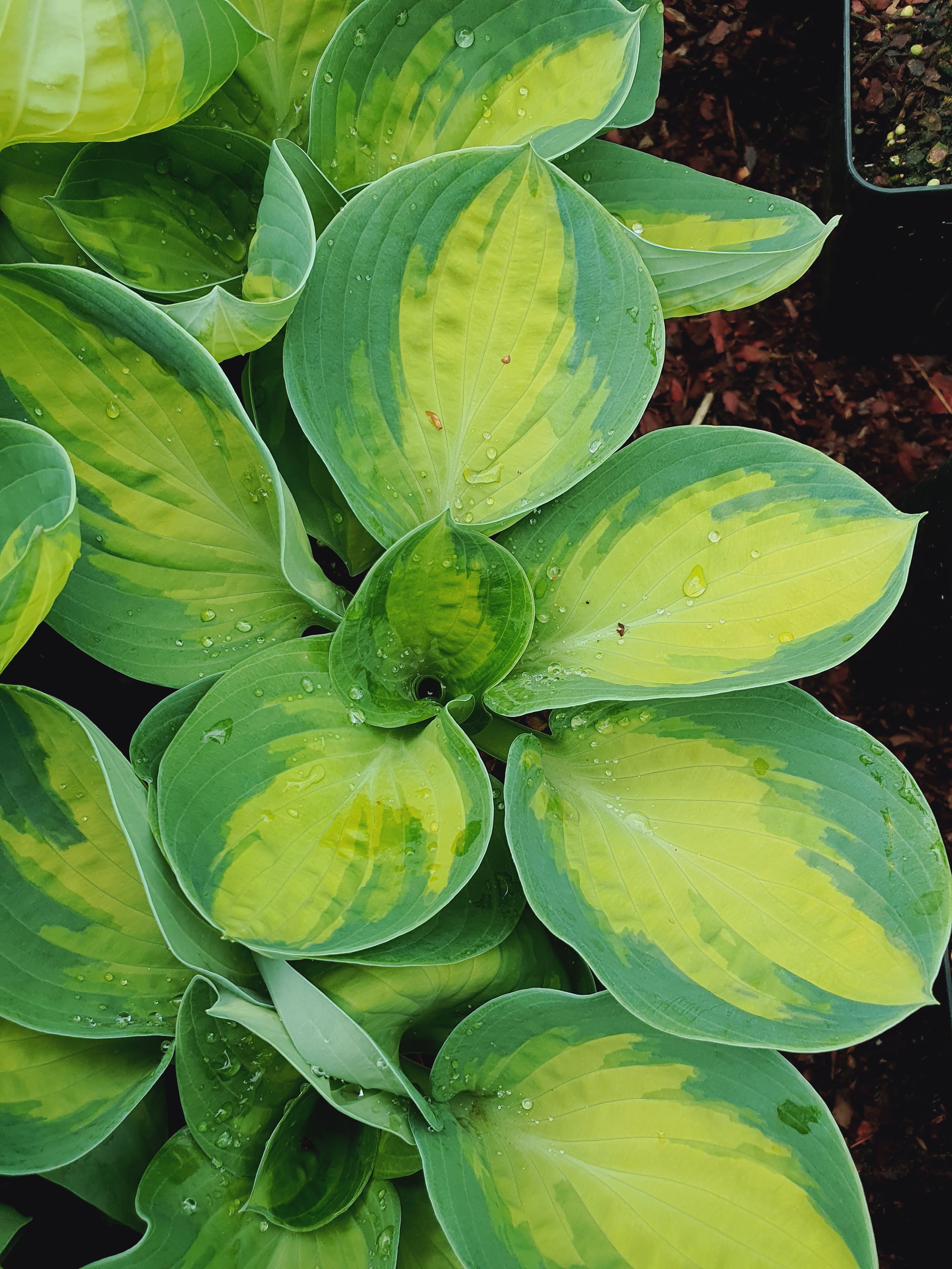Hosta 'Popcorn' - New Forest Hostas & Hemerocallis