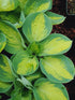 Hosta 'Popcorn' - New Forest Hostas & Hemerocallis